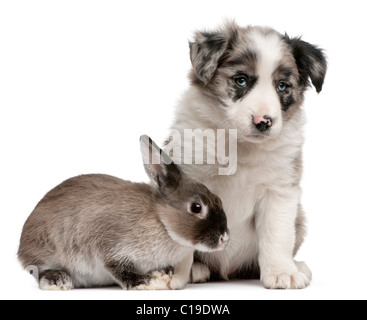 Blue Merle Border Collie cucciolo, 6 settimane di età e un coniglio di fronte a uno sfondo bianco Foto Stock