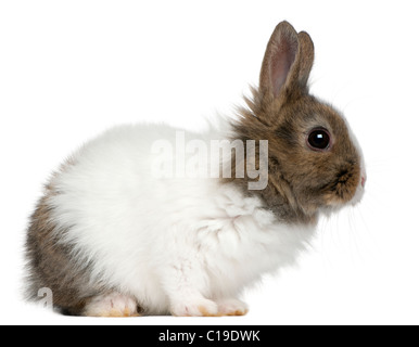 Giovani Lionhead rabbit, 2 mesi di età, di fronte a uno sfondo bianco Foto Stock