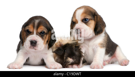 Due Cuccioli di Beagle, 1 mese vecchio, e peruviano cavia, 6 mesi di età, di fronte a uno sfondo bianco Foto Stock