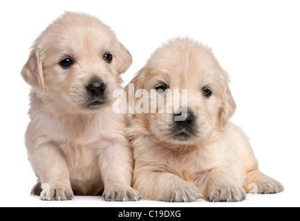 Golden Retriever cuccioli, 4 settimane di età, di fronte a uno sfondo bianco Foto Stock