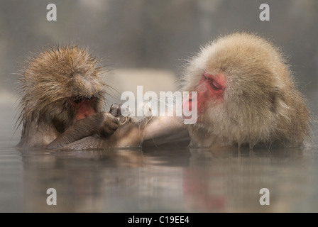 Una giovane coppia giapponese AKA macaco scimmia di neve a Jigokudani hotspring nelle montagne vicino a Nagano, Honshu, Giappone Foto Stock