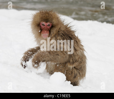 Coppia giapponese AKA macaco scimmia neve giocando con la neve nei pressi di Jigokudani hotspring nelle montagne vicino a Nagano, Honshu, Giappone Foto Stock