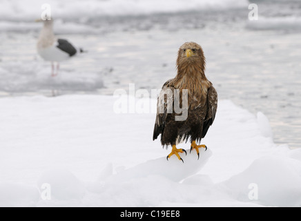 White-tailed eagle sul ghiaccio galleggiante sul Mare di Okhotsk vicino a Rausu, prefettura di Hokkaido con Seagull in background Foto Stock