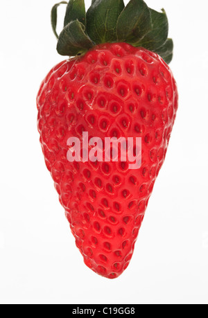 Studio ancora in vita. Close-up di un fresco intero di fragola su sfondo bianco Foto Stock