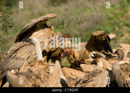 Grifoni alimentare sulla carcassa del cavallo Foto Stock