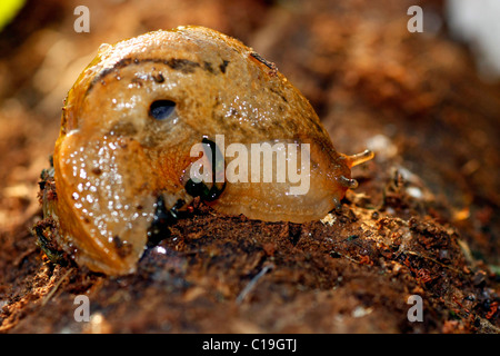 Vista macro di un slimmy slug camminando su un registro di marcio. Foto Stock