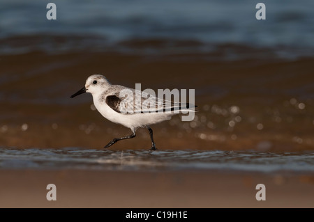 Sanderling Calidris alba in allevamento non piumaggio Blakeney Norfolk autunno Foto Stock