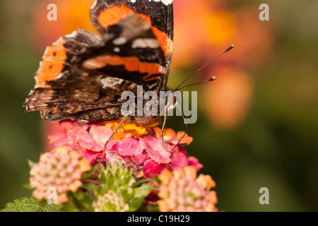 Vista ravvicinata della Red Admiral farfalla sui fiori. Foto Stock