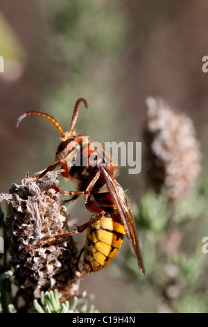 Vista ravvicinata di un Europeo Hornet (Vespa Crabro) appoggiata su un fiore. Foto Stock