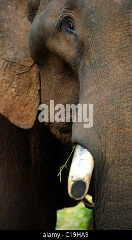 Elefante a un santuario per malati e feriti elefanti che sono stati oberati di lavoro e maltrattamenti. Cambogia Foto Stock