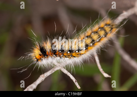 Chiudere la vista dettaglio di una falda moth caterpillar sulla vegetazione. Foto Stock