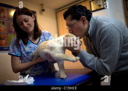 Un veterinario tiene un Golden Retriever cucciolo di cane come suo proprietario la bacia e presso un ospedale di Pet in Condesa, Città del Messico. Foto Stock