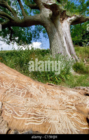 Le gallerie di bostrico esposti sotto la corteccia di un caduto faggio Fagus sylvatica Foto Stock