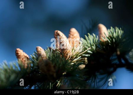 Pigne sul ramo Foto Stock