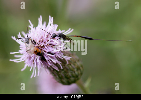 Predatori di vespe, Gasteruption jaculator, Gasteruptiidae, Evanioidea, Apocrita, Hymenoptera Foto Stock