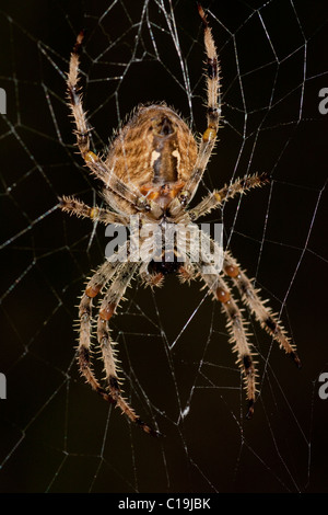 Vista macro di un ragno in attesa su di esso del web per un attacco perfetto. Foto Stock