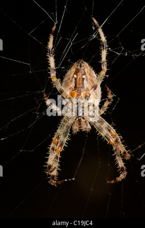 Vista macro di un ragno in attesa su di esso del web per un attacco perfetto. Foto Stock