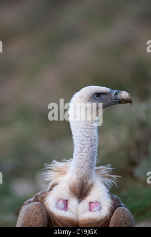 Grifone Gyps fulvus Pirenei catalani Spagna inverno Foto Stock