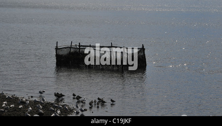 Vista Silhouette di alghe marine la pesca corral in piedi nelle acque in prossimità di una spiaggia con uccelli marini, Quetalmahue, Isola di Chiloe, Cile Foto Stock