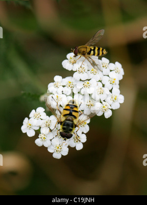 Corrente, Hoverfly Syrphus ribesii (Top) e Hoverfly, Myathropa florea (fondo), Syrphidae Diptera. Alimentazione su Yarrow. Foto Stock
