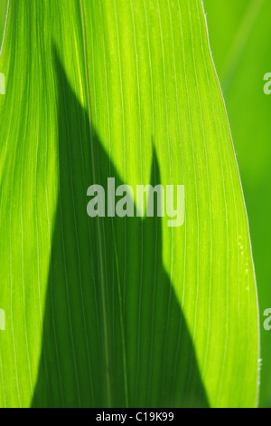 foglie di mais Foto Stock