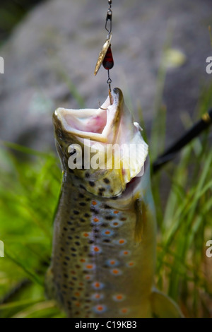 Trota e esca pesca Foto Stock