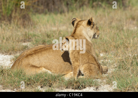 Foto di stock di un piccolo LION CUB seduto accanto a sua mamma. Foto Stock