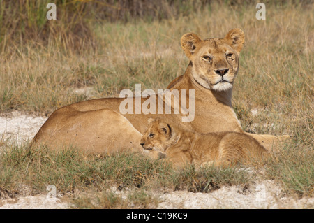 Foto di stock di un piccolo LION CUB seduto accanto a sua mamma. Foto Stock