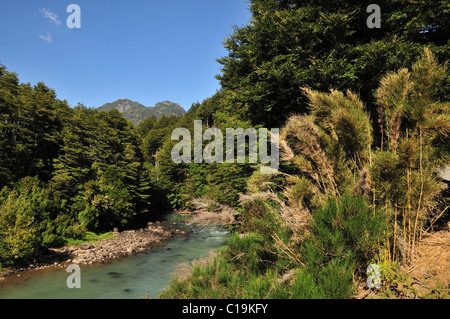 Blue sky vista andina di opaco acqua lattiginosa di Rio Frias che scorre attraverso la foresta di alberi con bambù, Puerto beati, Ande, Argentina Foto Stock