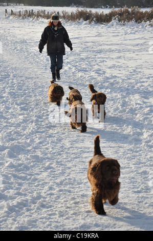 Donna prendendo 4 cani per una passeggiata a piedi nella neve REGNO UNITO Foto Stock