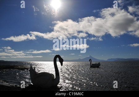 Silhouette solare, vista guardando verso il vulcano Osorno, di due cigni artificiale sulle acque scure del Lago Llanquihue, Cile Foto Stock