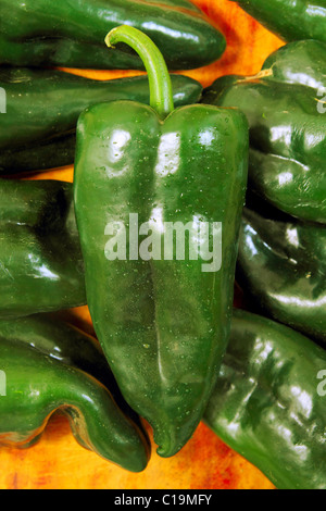 Poblano chili peppers cile Capsicum annuum Foto Stock