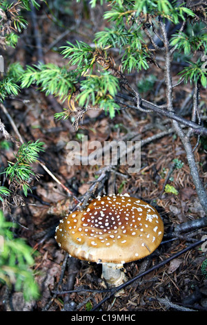 Fly agaric (toadstool) vista da vicino in Russia foresta. Parco nazionale di Taganay. Sud monti Urali. La Russia. Foto Stock