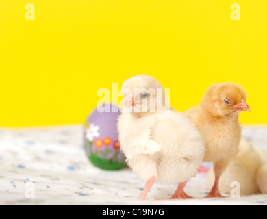 Piccoli pulcini di pasqua con dipinti a mano le uova di pasqua contro la Pasqua sfondo giallo Foto Stock