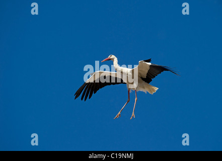 Cicogna bianca Ciconia ciconia in arrivo a terra a nido Alfaro Spagna Giugno Foto Stock