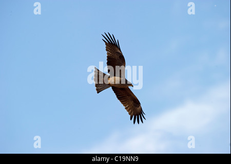 Nibbio bruno Milvus migrans Alfaro Spagna Giugno Foto Stock