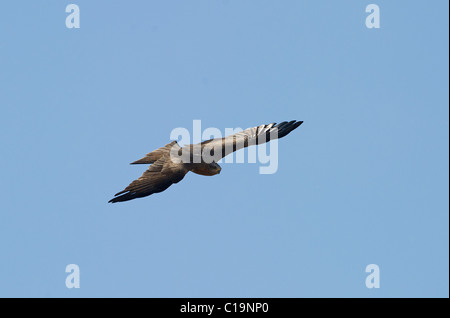 Nibbio bruno Milvus migrans Alfaro Spagna Giugno Foto Stock