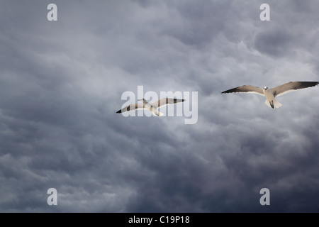 Nuvoloso cielo drammatico con seagull battenti prima della tempesta Foto Stock