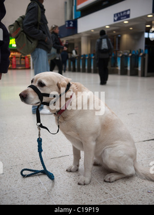 Un cane con museruola su sembra infelice sulla Stazione Waterloo di Londra, Inghilterra Foto Stock