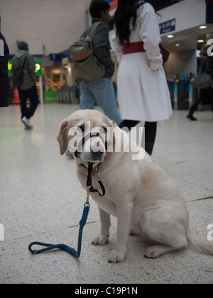 Un cane con museruola su sembra infelice sulla Stazione Waterloo di Londra, Inghilterra Foto Stock