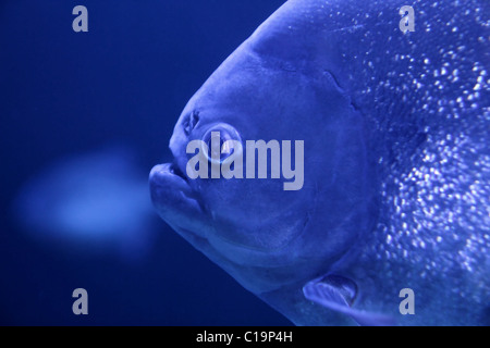 Pesce piranha faccia macro dettaglio di colore blu sullo sfondo di acqua Foto Stock
