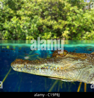 Crocodile cayman nuoto nella palude di mangrovie su giù la linea di galleggiamento Foto Stock