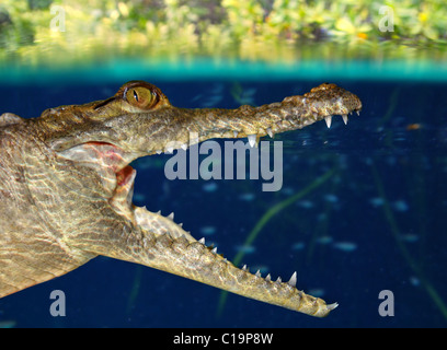 Crocodile cayman nuoto nella palude di mangrovie su giù la linea di galleggiamento Foto Stock