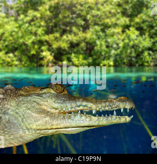 Crocodile cayman nuoto nella palude di mangrovie su giù la linea di galleggiamento Foto Stock