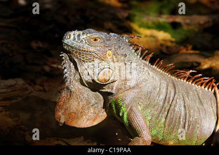 Iguana dal profilo del Messico ritratto dettaglio testa macro Foto Stock