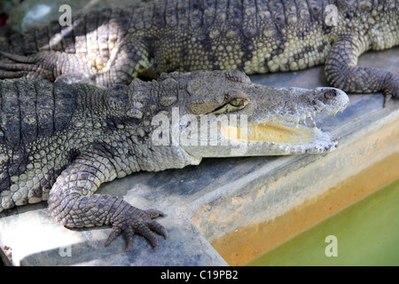 Coccodrilli avente un bagno di sole nel Centro Sud America Foto Stock