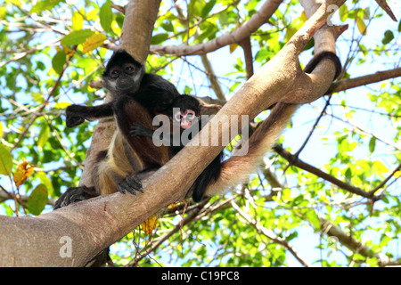 Ateles geoffroyi vellerosus Spider Monkey America centrale la madre e il bambino Foto Stock