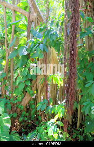 Giungla foresta pluviale in america centrale natura selvaggia liane Foto Stock