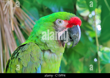 Ara Militaris militare Macaw pappagallo verde america del sud e centrale Foto Stock