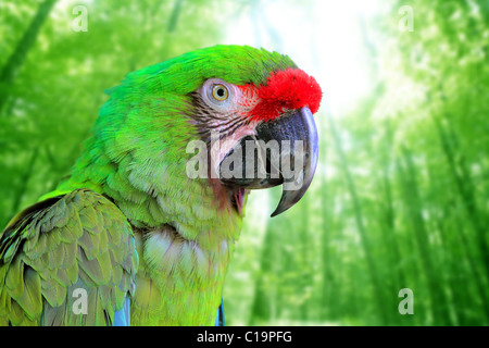 Ara Militaris militare Macaw pappagallo verde america del sud e centrale Foto Stock